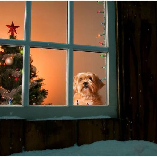 Jakie dekoracje świąteczne są bezpieczne dla zwierząt domowych, a jakich lepiej unikać?