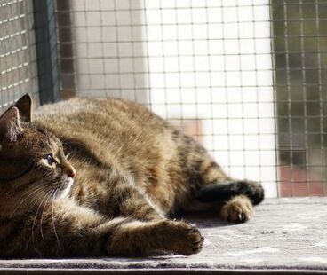 Jak zabezpieczyć balkon dla kota?