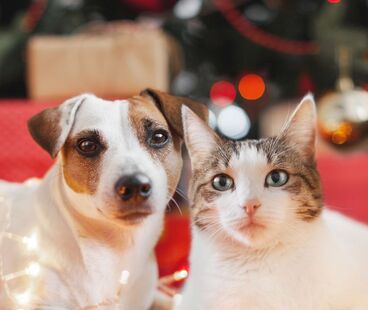 Jak zadbać o psa i kota w czasie zimy?