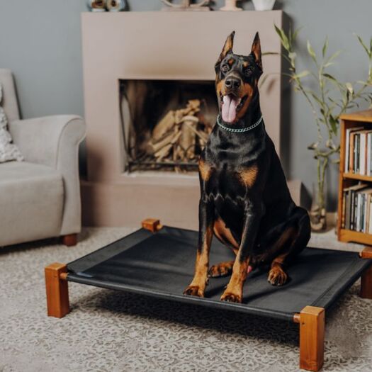 Duży pies w małym mieszkaniu — jak sobie z tym radzić?