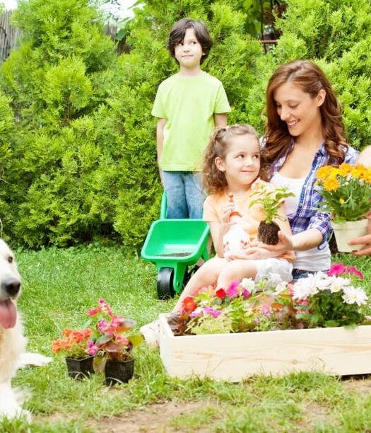 Pies w ogrodzie. Jak chronić rośliny przed psem?