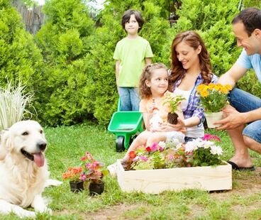 Pies w ogrodzie. Jak chronić rośliny przed psem?