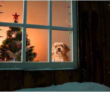 Jakie dekoracje świąteczne są bezpieczne dla zwierząt domowych, a jakich lepiej unikać?