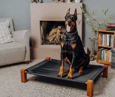 Duży pies w małym mieszkaniu — jak sobie z tym radzić?