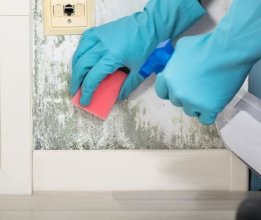 Pleśń i grzyb - przyczyny powstania, wpływ na zdrowie i sposoby walki
