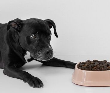 Jak wybrać odpowiednią karmę dla psa? Kompleksowy przewodnik