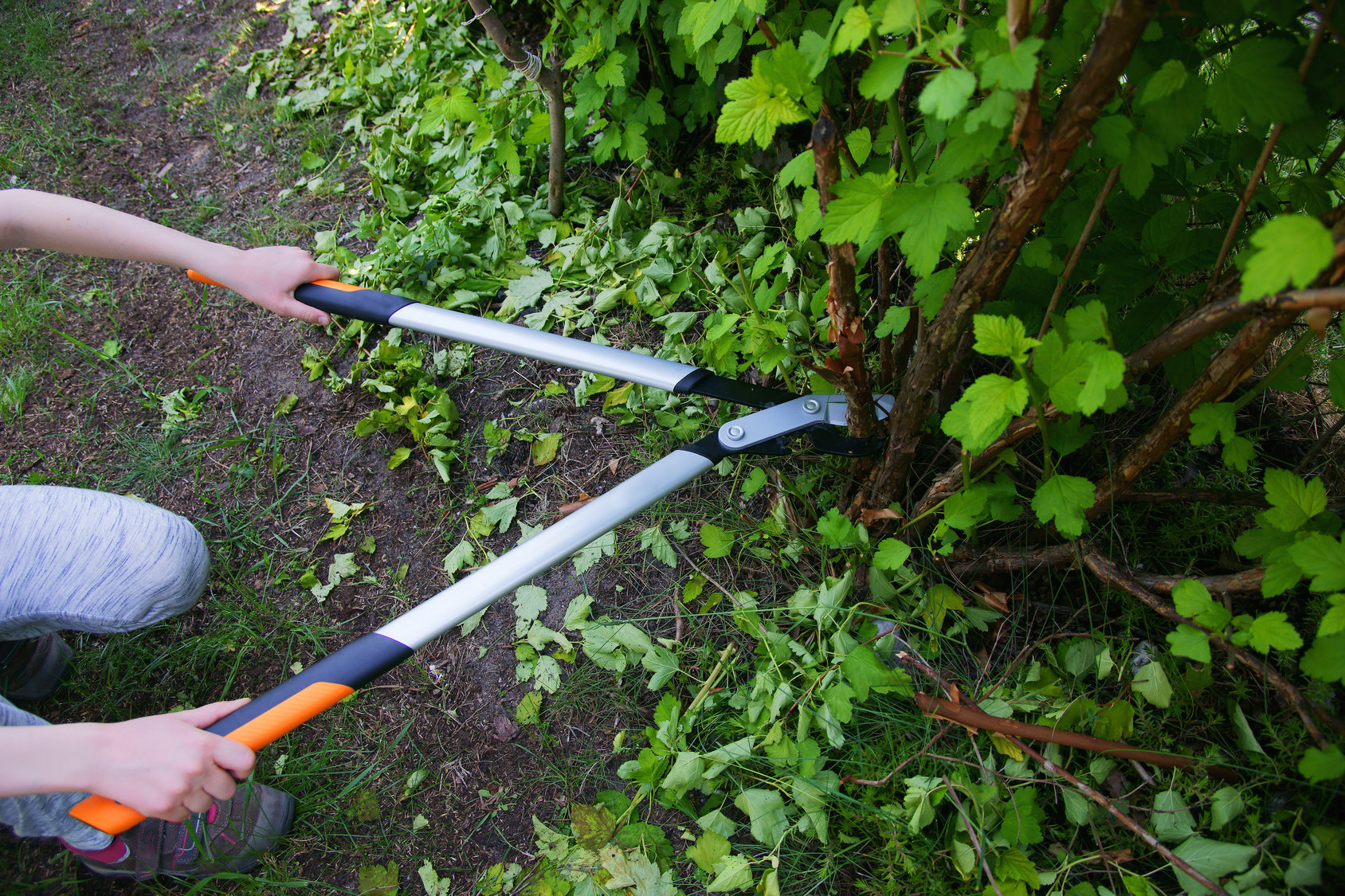 Przycinanie drzew i krzewów - sekator i nożyce