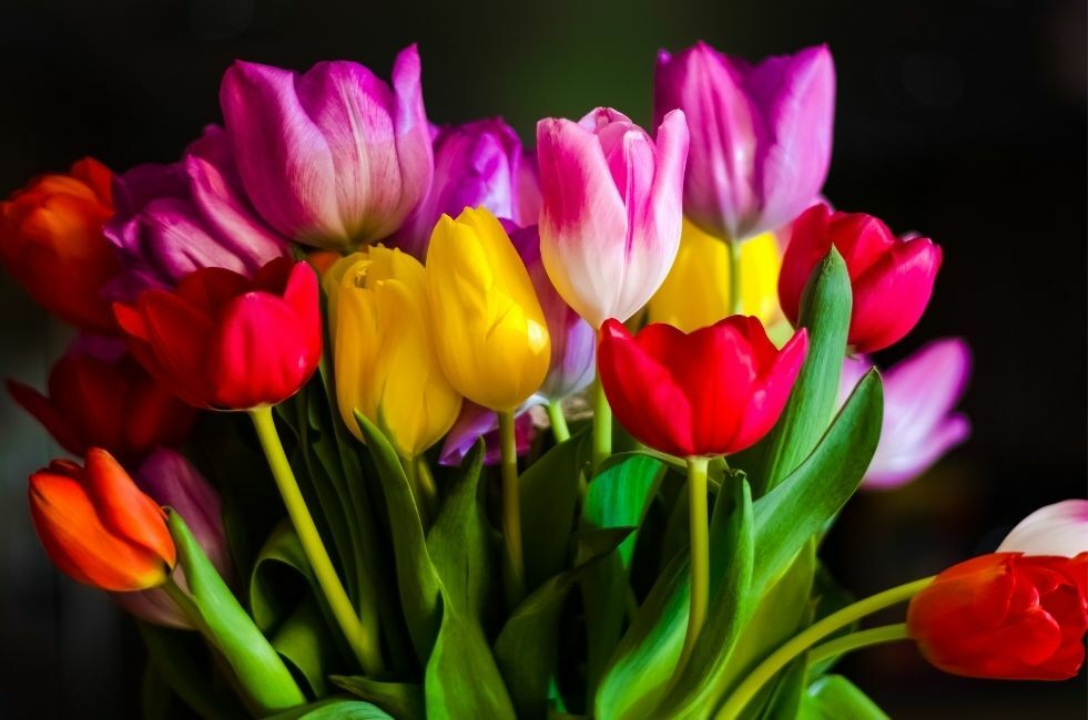 jak i kiedy sadzić tulipany? 