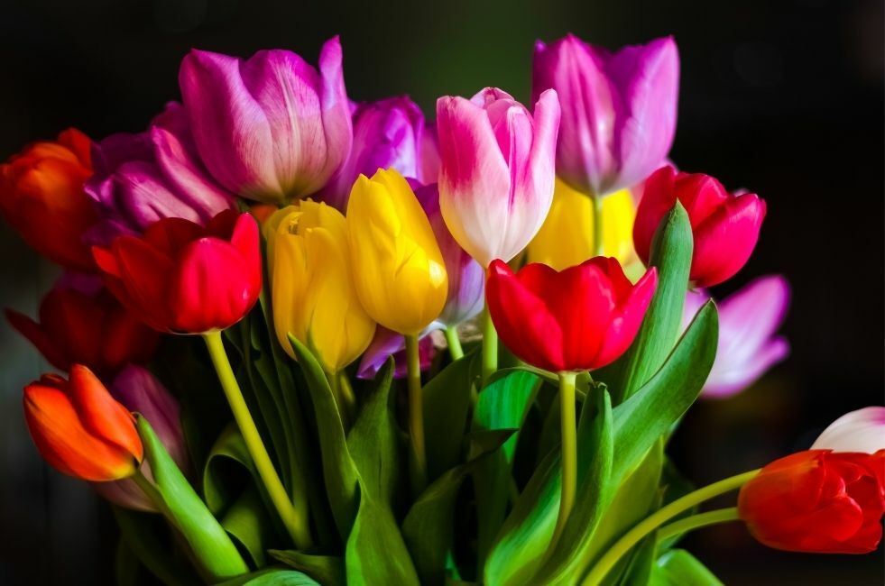 Jak i kiedy sadzić tulipany? jak i kiedy sadzić tulipany?