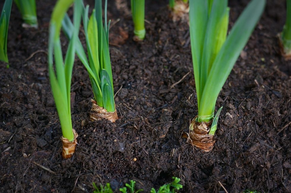 zakopywane cebulki tulipana