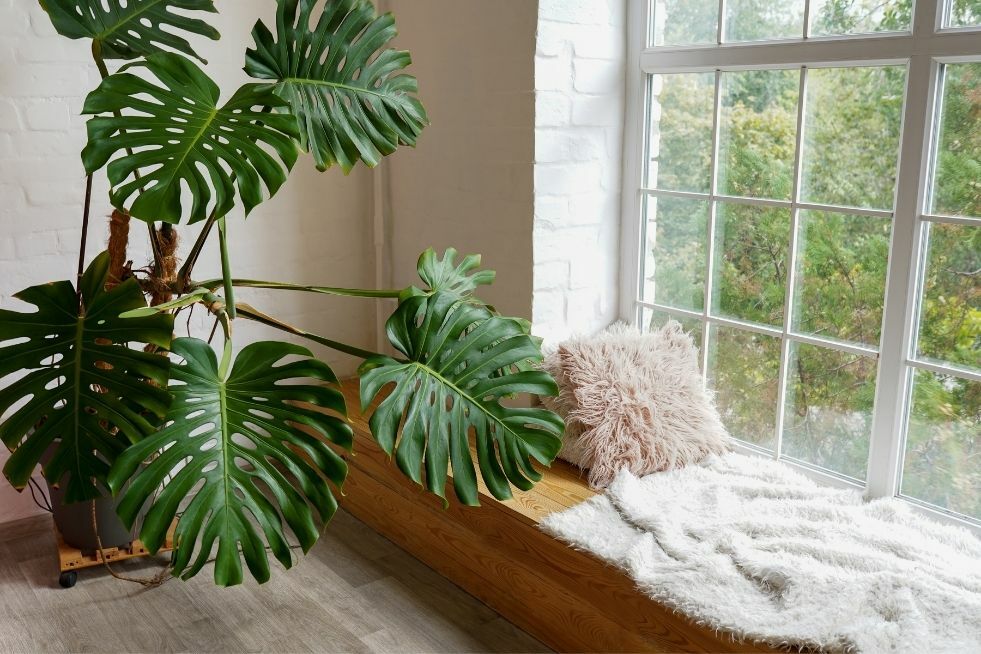 english ivy plant buy Buy a Variegated English Ivy Trailing Vine Live Plant