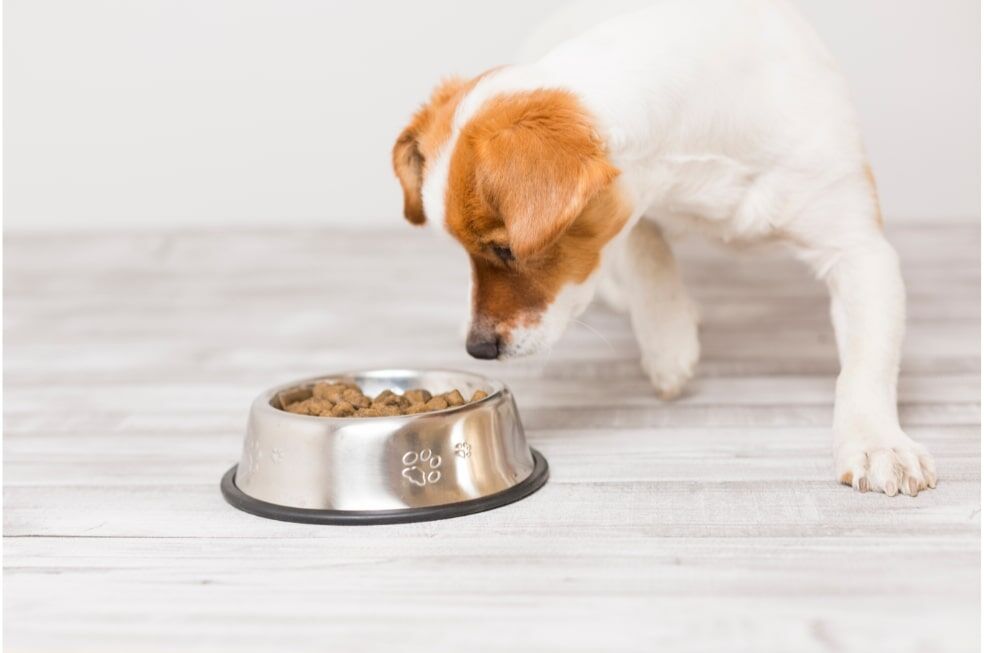 biało brązowy pies jedzący suchą karmę dla psa z metalowej miski