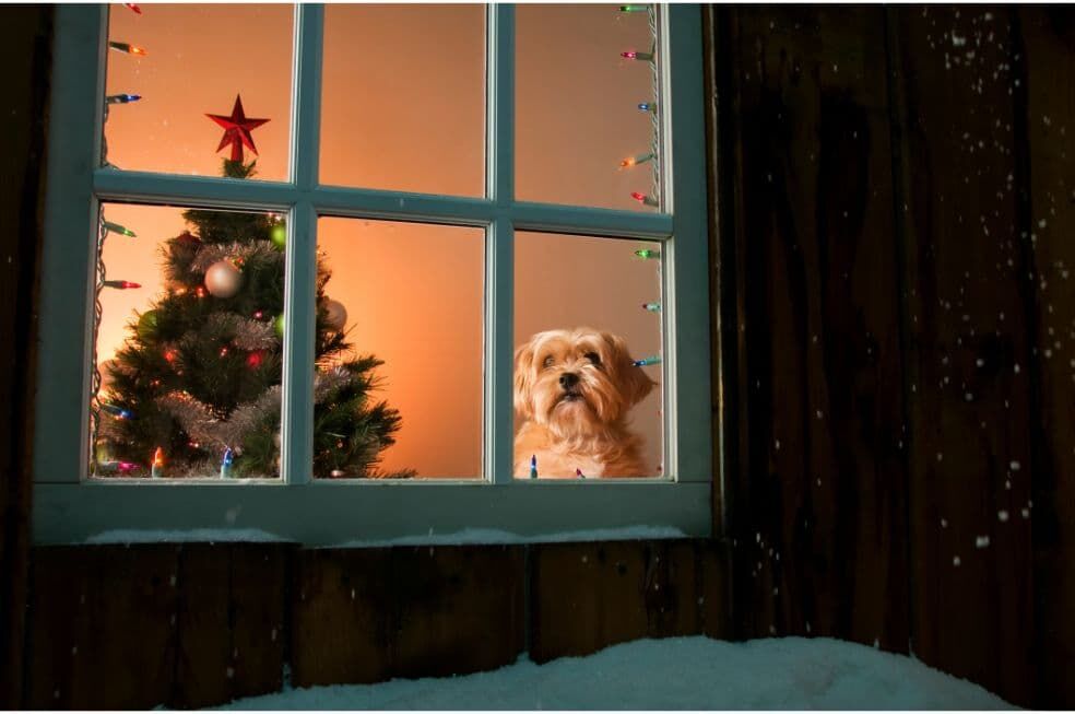 pies york na tle choinki wyglądający za okno z domu