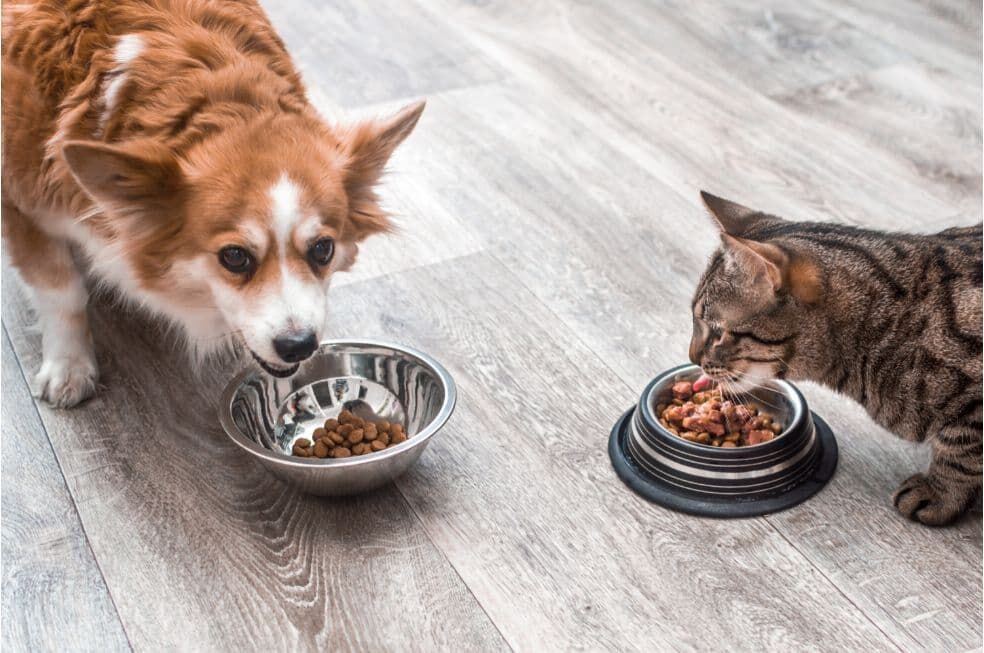 pies z kotem jedzący karmę dla zwierząt z metalowych misek