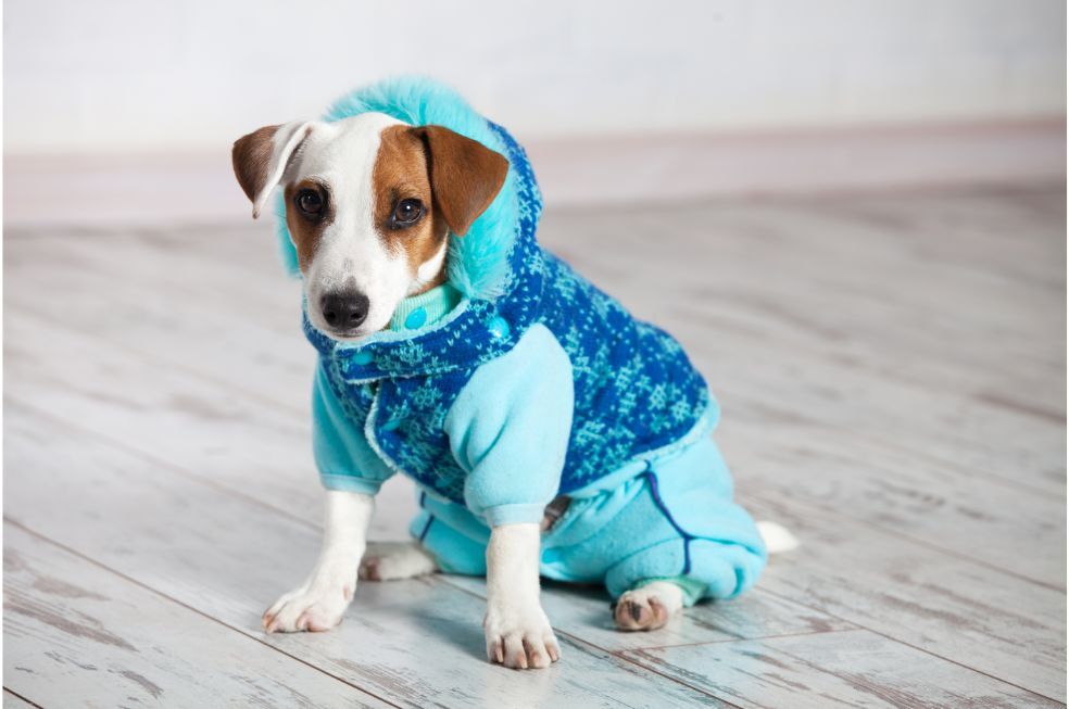 mały pies na jasnej podłodze w niebieskim ubranku