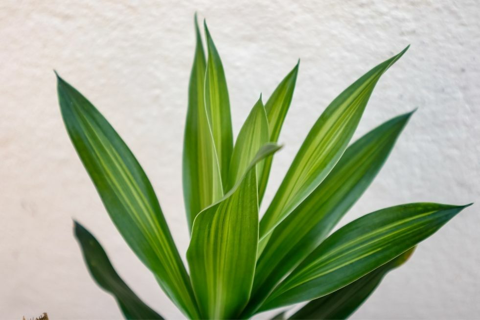 dracena dracena