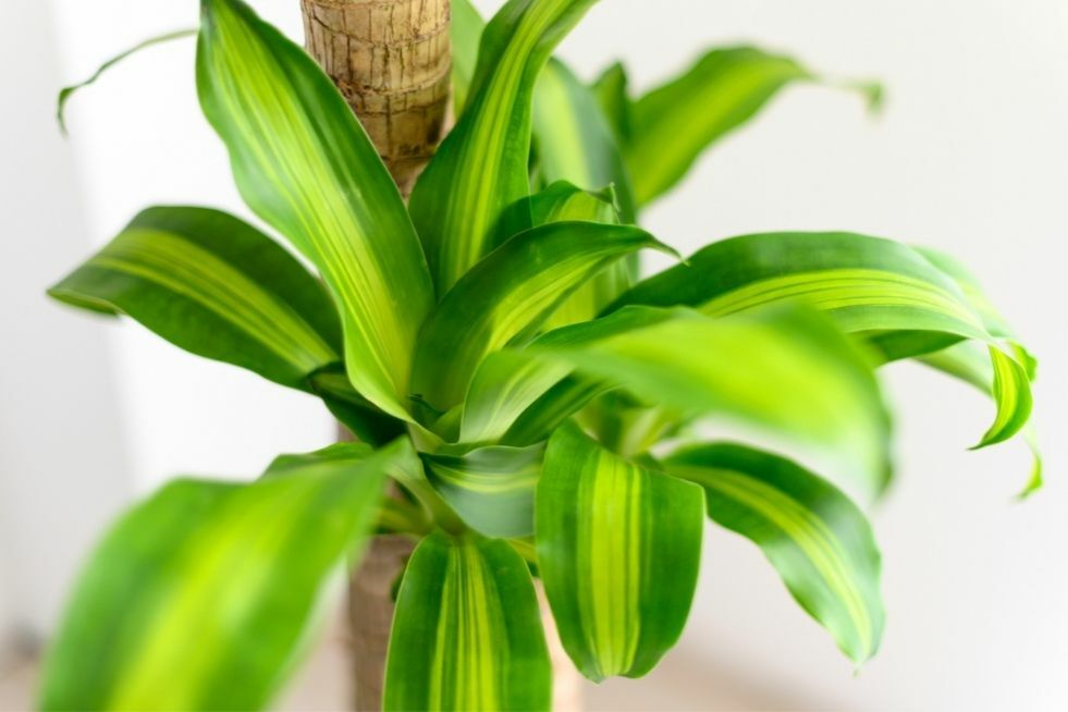dracena gubi liście dracena gubi liście