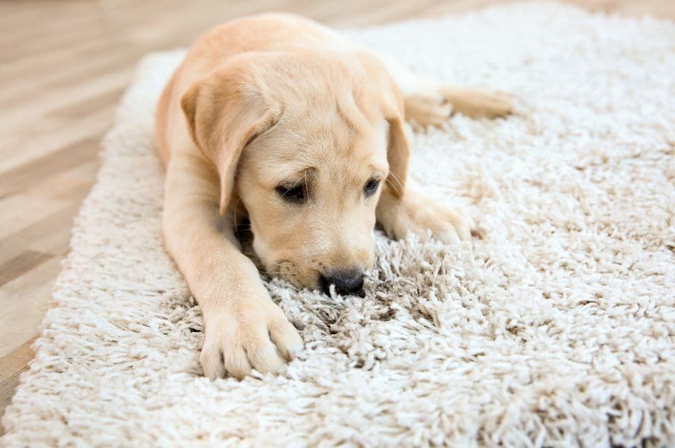 biszkoptowy labrador na beżowym dywanie w pokoju