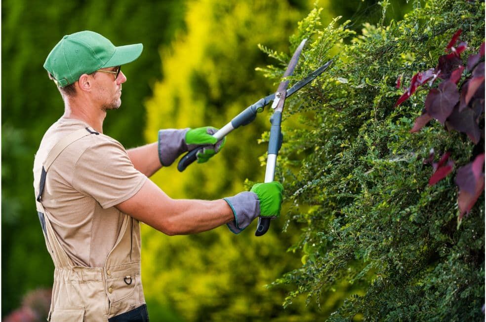 mężczyzna w zielonej czapce z daszkiem w ogrodzie przycinający krzewy nożycami ogrodniczymi