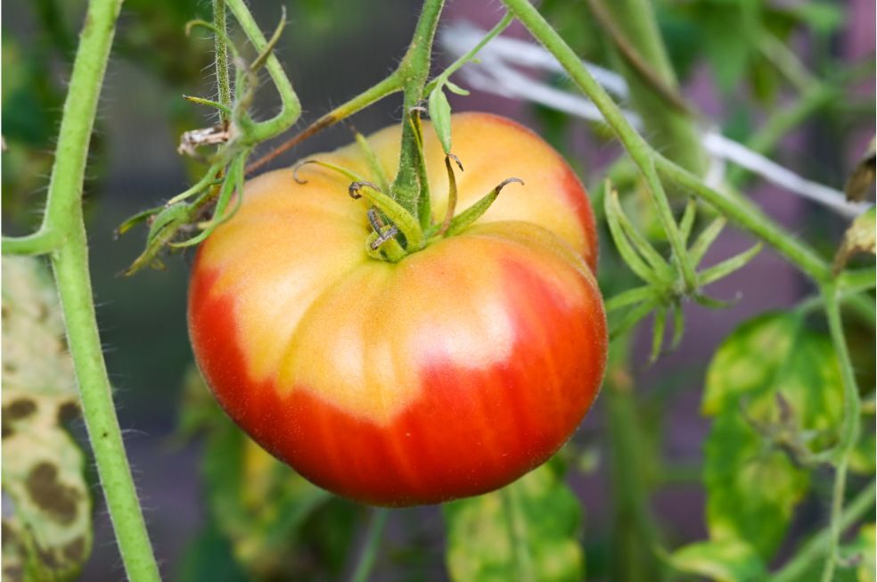 dojrzewający pomidor na krzaku
