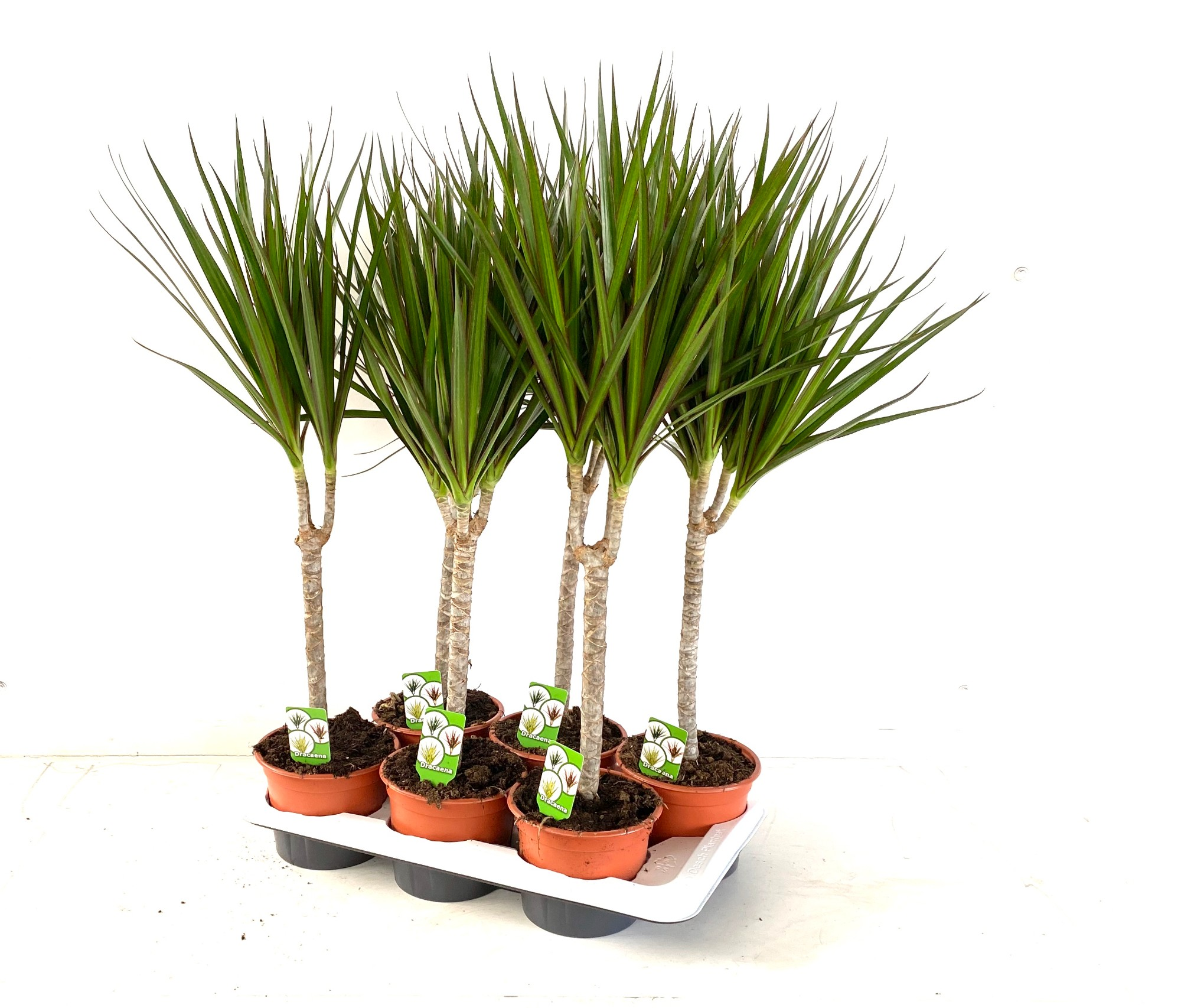 Dracena obrzeona 70 cm doniczka 17 cm - Bricomarche.pl