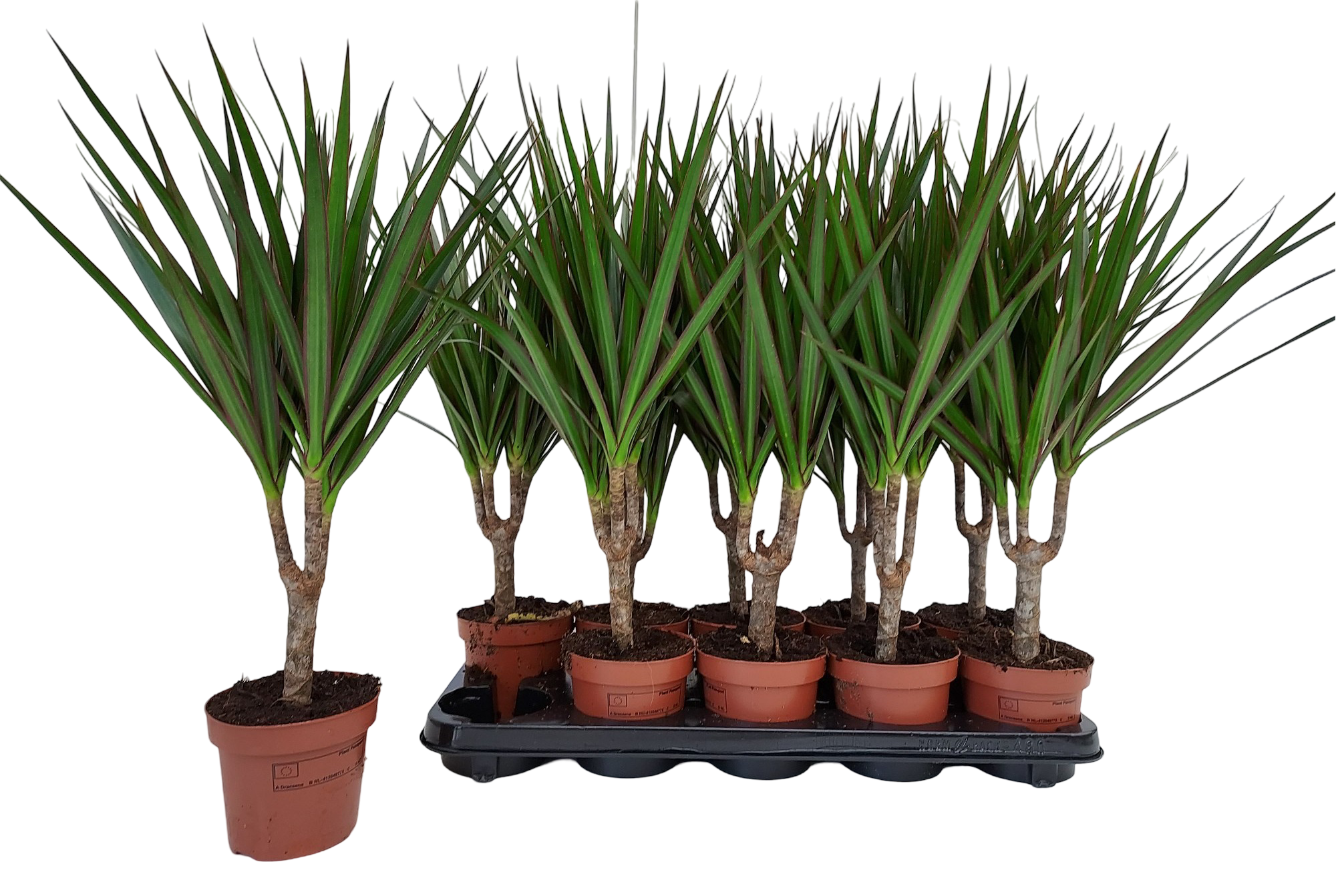 Dracena obrzeona 45 cm doniczka 12 cm - Bricomarche.pl