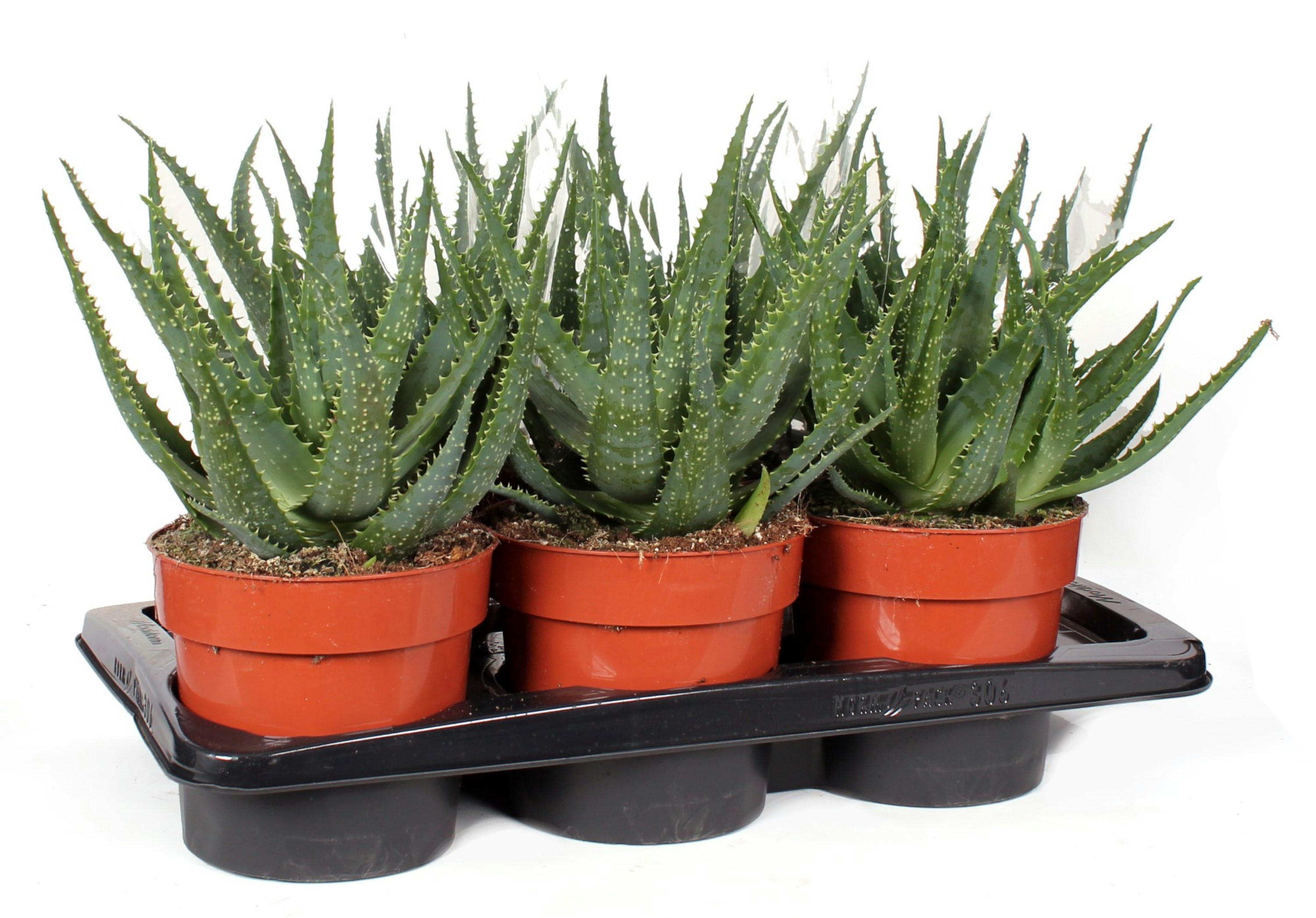 Aloes drzewiasty 40 cm doniczka 17 cm - Bricomarche.pl