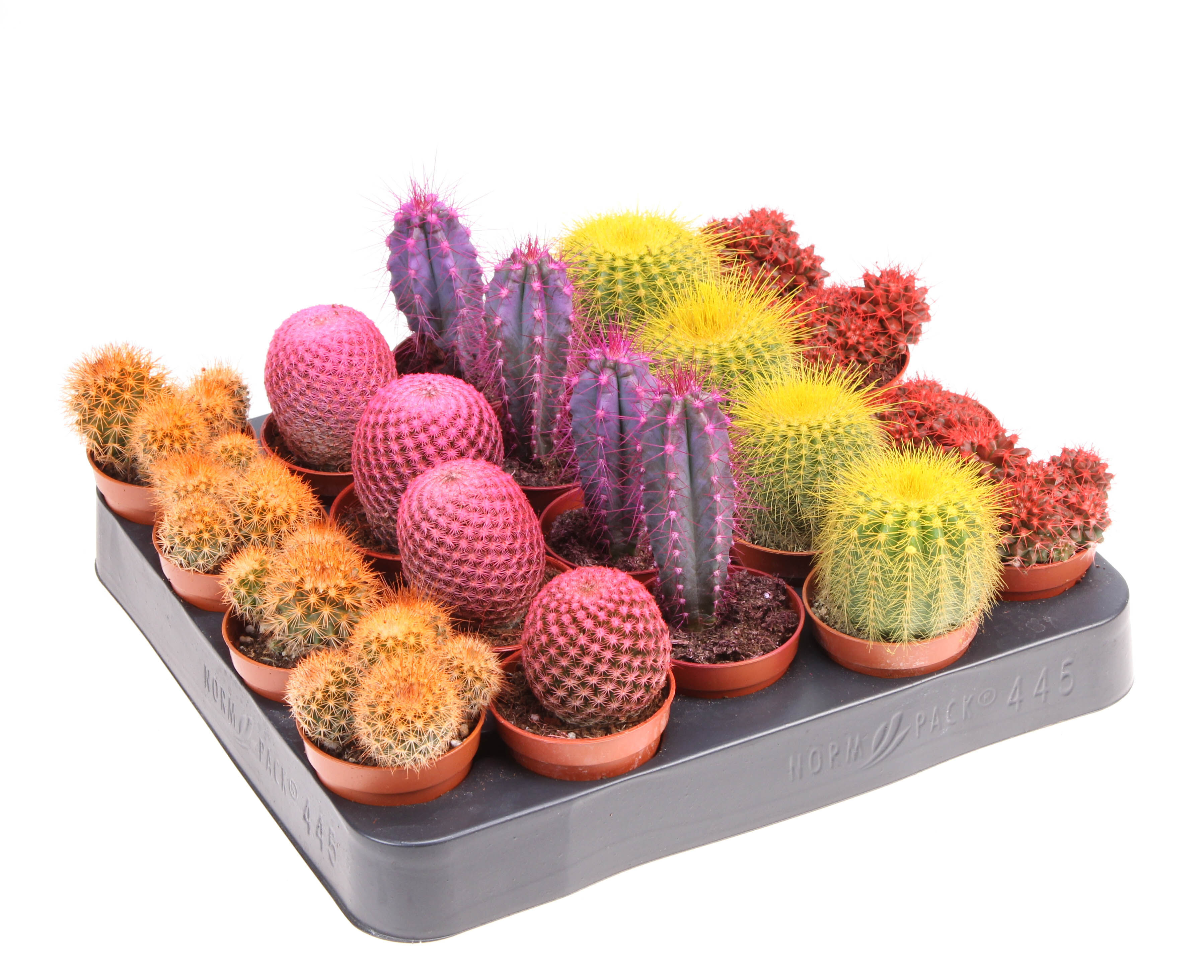 Kaktus malowany mix 8 cm doniczka 5,5 cm - Bricomarche.pl