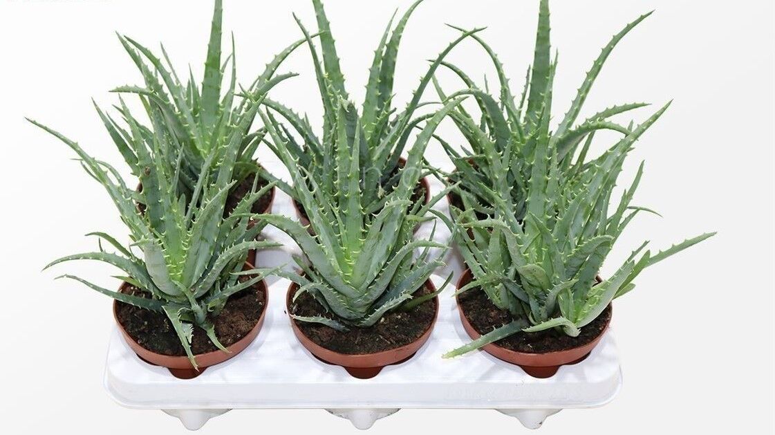 aloe vera barbados Aloe vera – IM Garden Mart