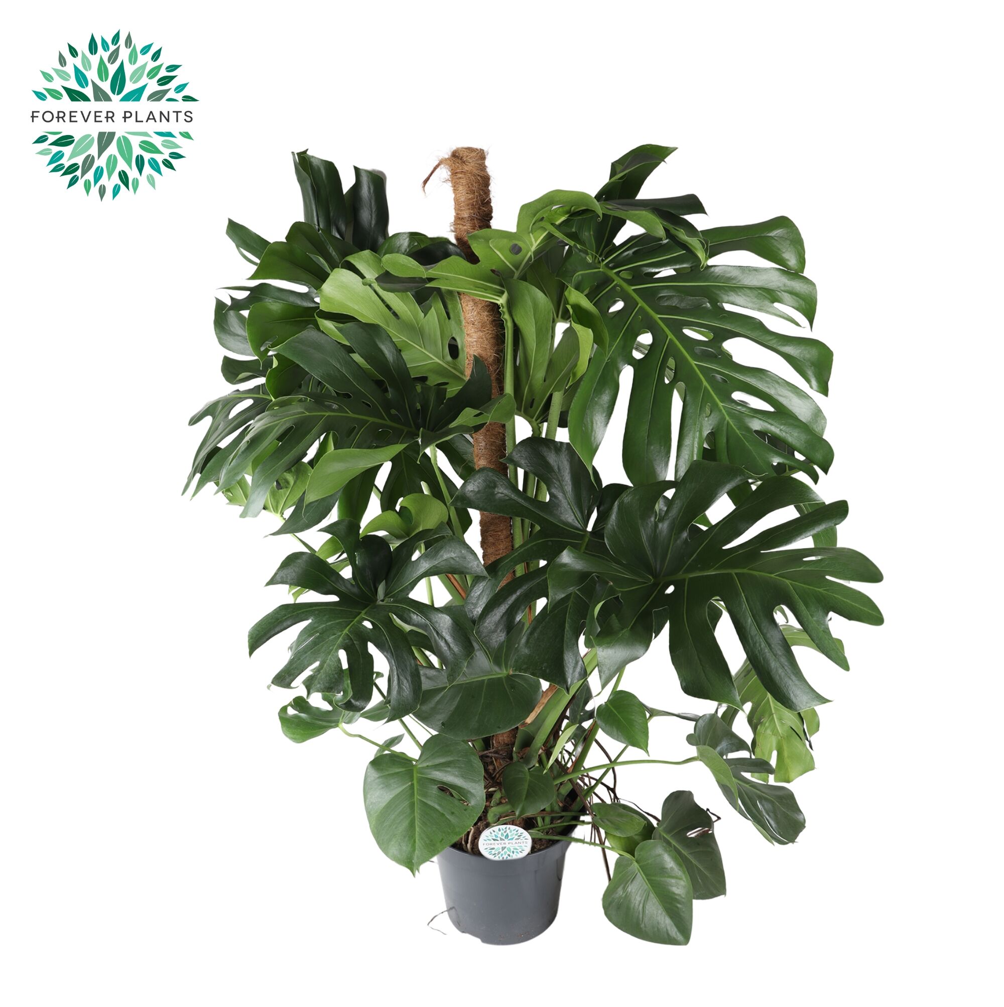 philodendron pastazanum crawler Philodendron Pastazanum Albo Variegated (wk19-UA)