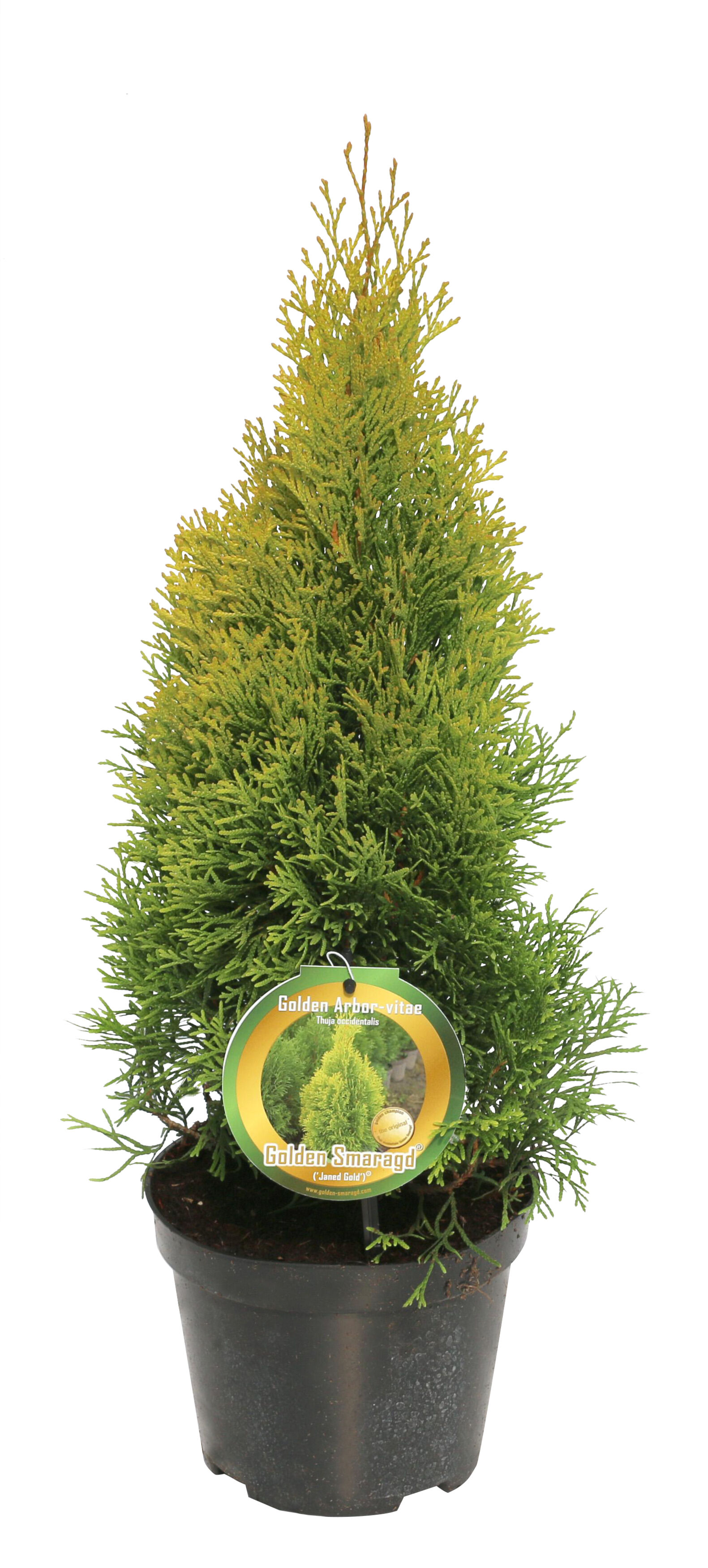 zimmerpflanze pfeilwurz 7 buchstaben Maranta Leuconeura Lemon Lime