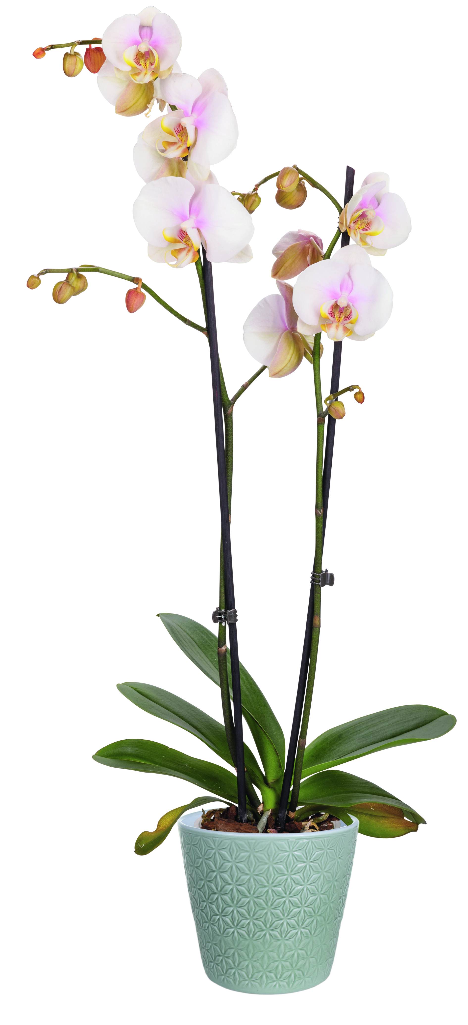 Bambola orchidea, Peter, 50 cm, nuda