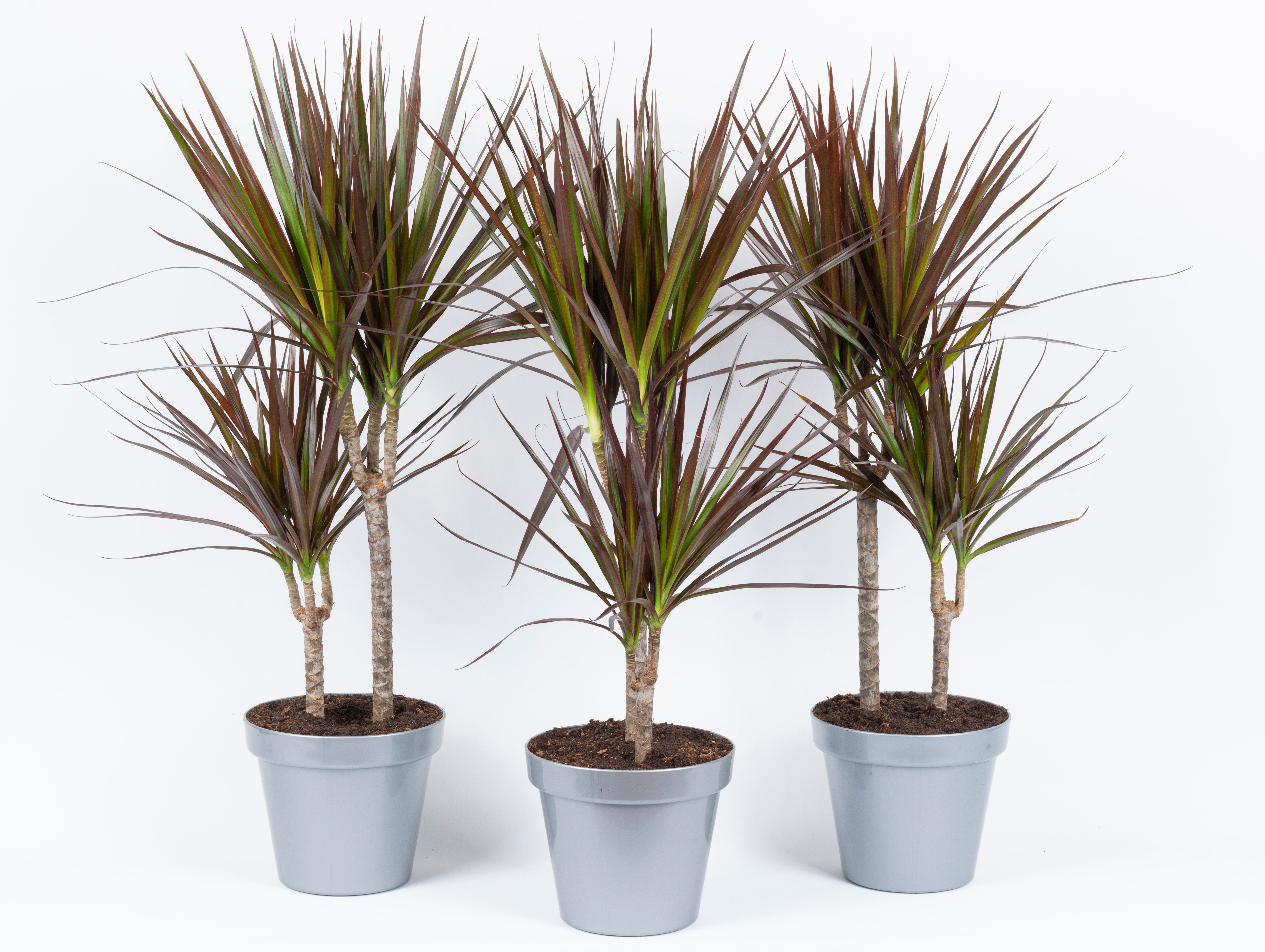 Dracena marginata 2 pnie 85 x 19 cm - Bricomarche.pl