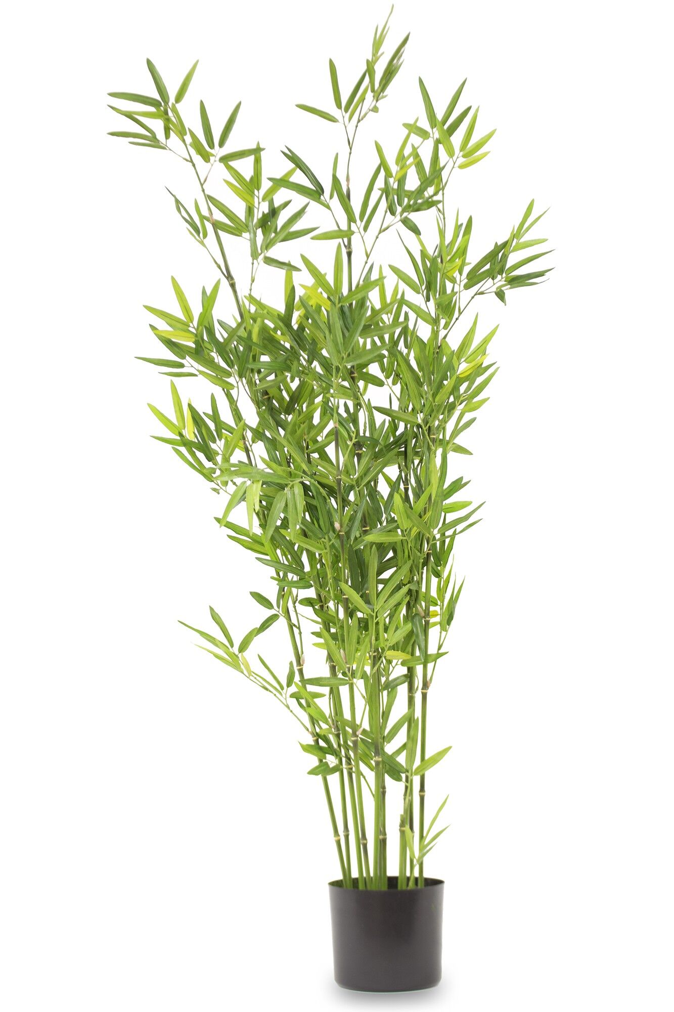 Rolina dekoracyjna bambus 123 cm - Bricomarche.pl