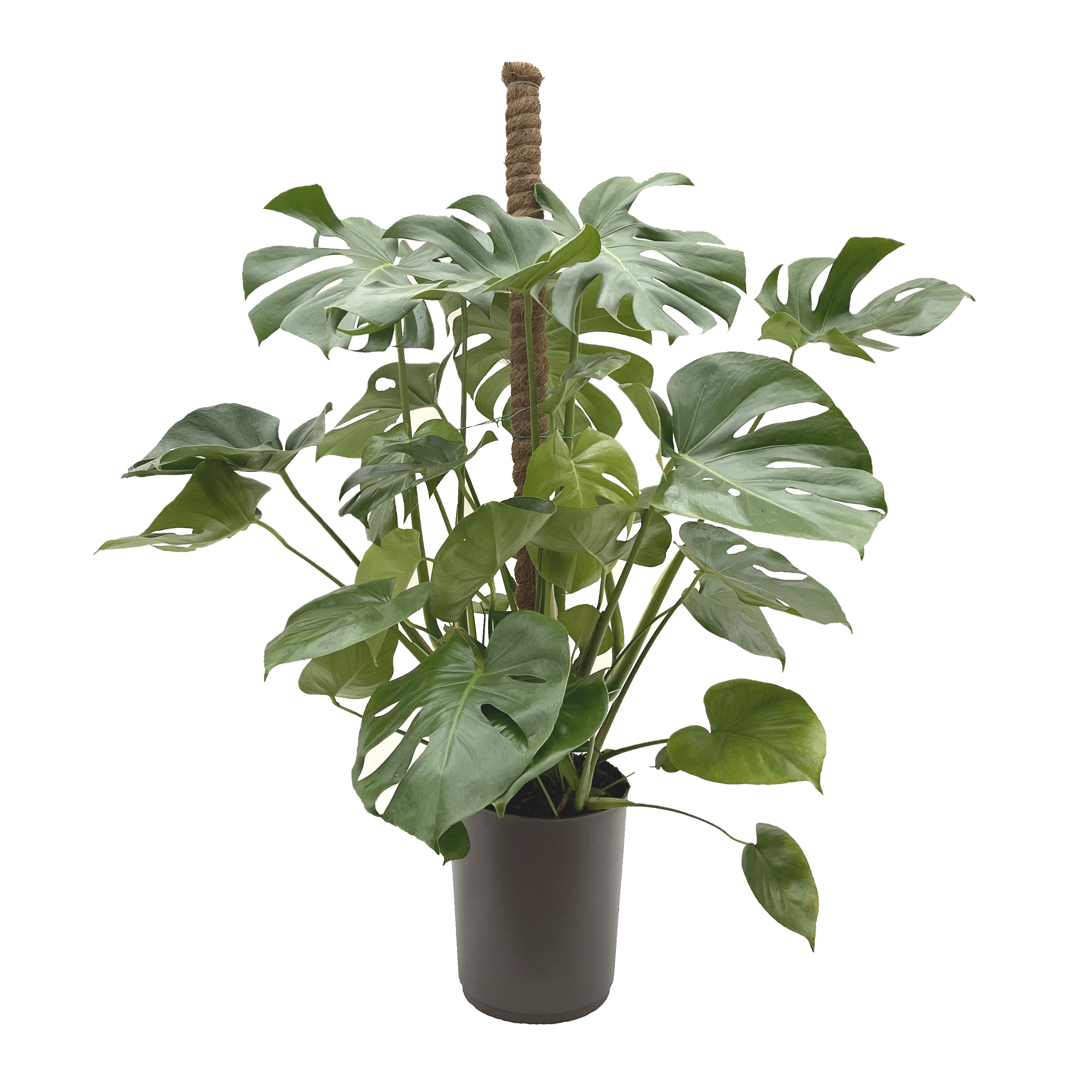 Monstera deliciosa na pniu wys. 100 cm don. 25 cm - Bricomarche.pl