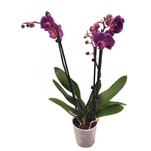 Storczyk 2-pędowy wys. 60 cm don. 12 cm