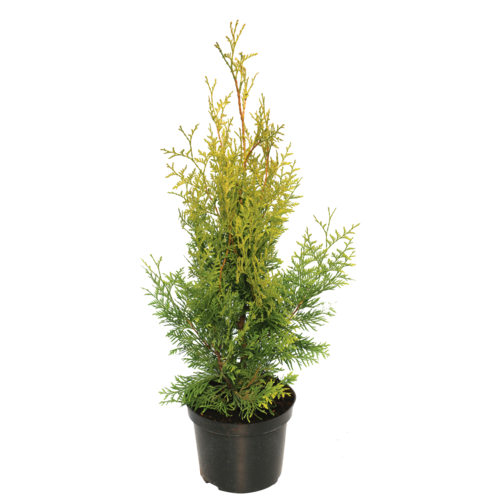Tuja Brabant wys. 50-70 cm don.2 l