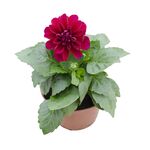 Dalia 25 cm doniczka 12 cm mix