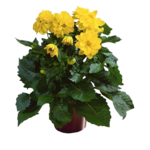 Dalia 25 cm doniczka 12 cm mix