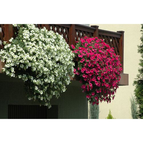 Petunia surfinia wys. 30 cm don. 12 cm