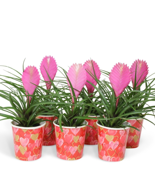 Tillandsia anita - Bricomarche.pl