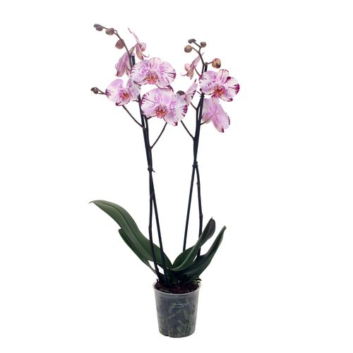 Storczyk 2 pędy 50 cm doniczka 12 cm