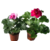 Pelargonia rabatowa Flower Fairy Pink wys. 25 cm don. 12 cm