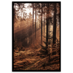Obraz Framepic 50 x 70 cm FP051 FOREST