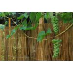 Osłona ogrodzeniowa Fern 150 x 300 cm