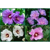 Hibiskus (Ketmia) wys. 30-40 cm don. 19 cm