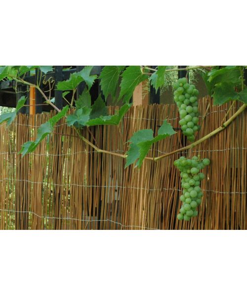 Osłona ogrodzeniowa Fern 150 x 300 cm