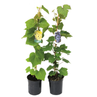 Winorośl ciemny i jasny, wys. 50-70 cm, don. 2L