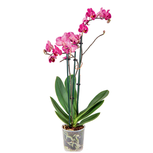 Storczyk multiflora Phalaenopsis multiflora