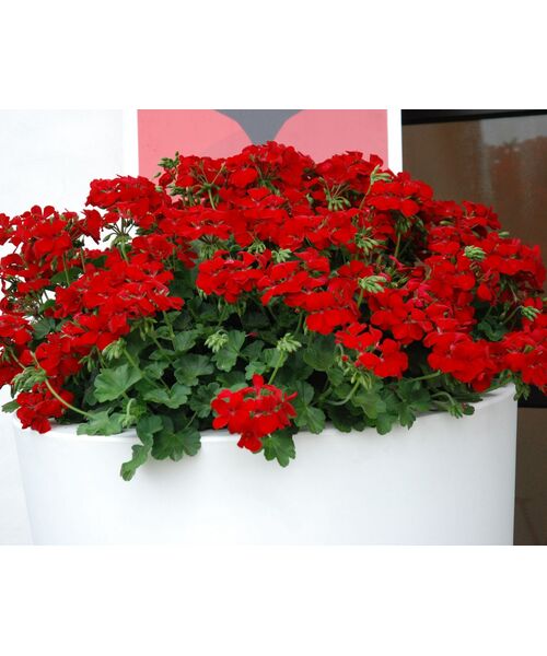 Pelargonia Champion wys. 30 cm don. 12 cm